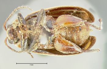 Media type: image;   Entomology 5029 Aspect: habitus ventral view